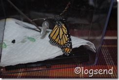 monarch wings filled