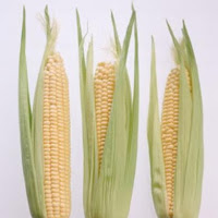 Corn Prices Plunge Amid Supply Increase