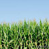 Corn Prices Going Up