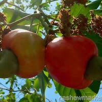 Cashew nut production in Mozambique higher than official figures