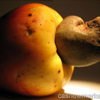 Cashew rises on firm demand