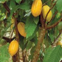 Indonesia: Cocoa bean export duty for May shipment down five per cent