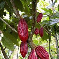 Mars says 10 pct of cocoa sustainable this year