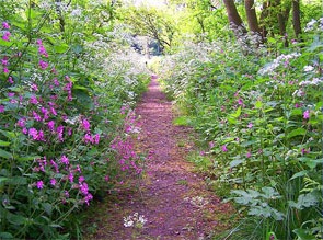 [flower_path[3].jpg]