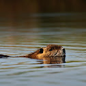 Beaver