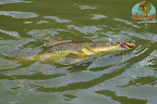 Cachapira18.jpg