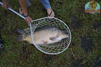 Carpa(14).jpg