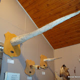 DSC01520.JPG
