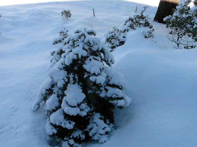 baby christmas three in the yard