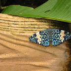 116-1677_IMG.JPG