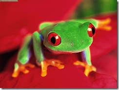 Tree Frog