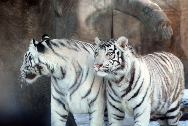 Re: Фотоохота, зоопарки и просто животинки из путешествий