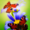 [butterfly[3].png]