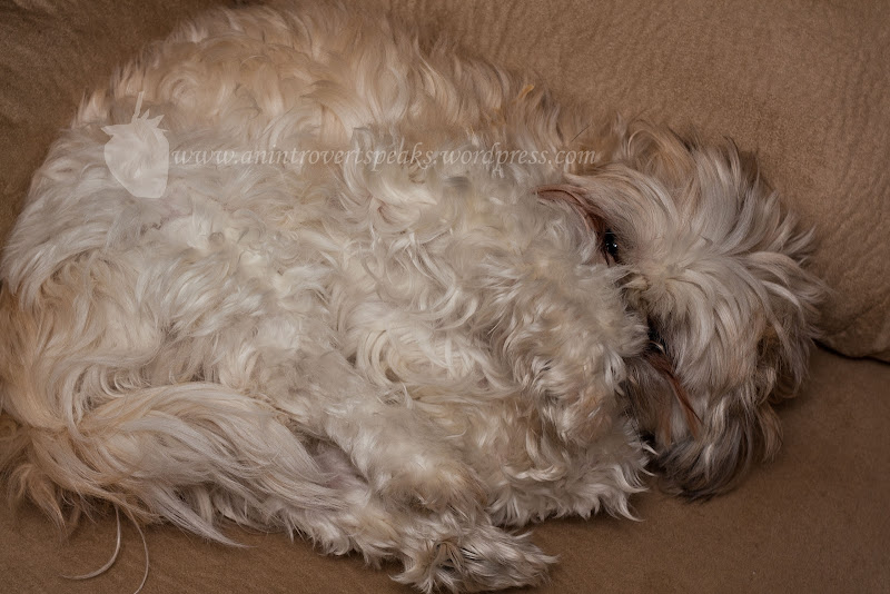 ISO: 200 Exposure: 1/160 sec Aperture: 5.0 Focal Length: 50mm Flash Used: Yes