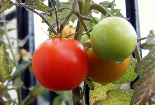 tomatoes