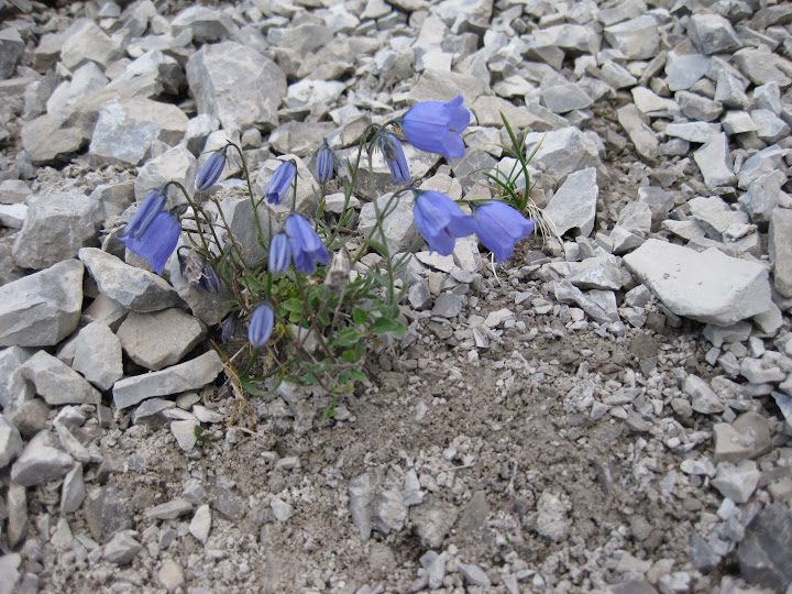 Genziana di Clusius