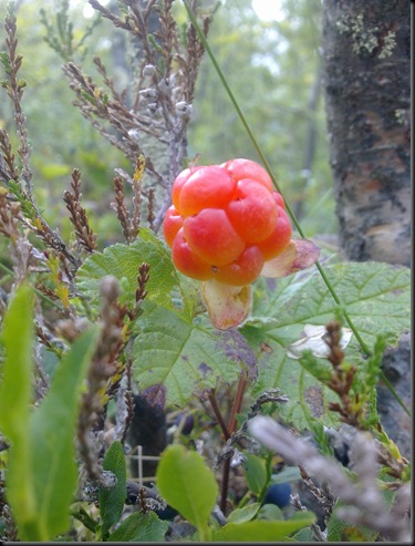 sensommer 2010 003