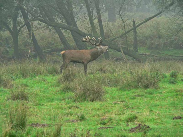 [red deer 2 021[3].jpg]