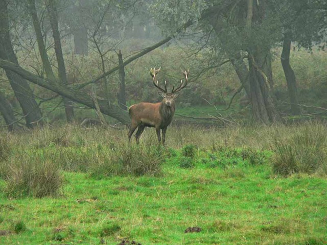 [red deer 2 024[3].jpg]