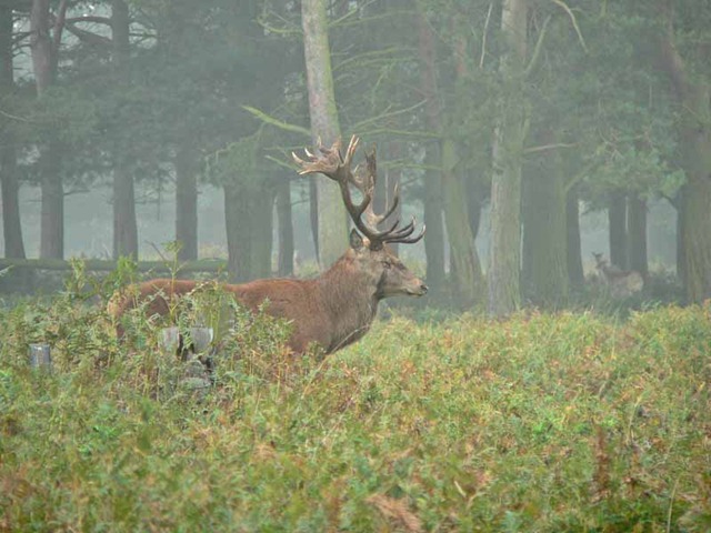 [red deer 2 044[3].jpg]