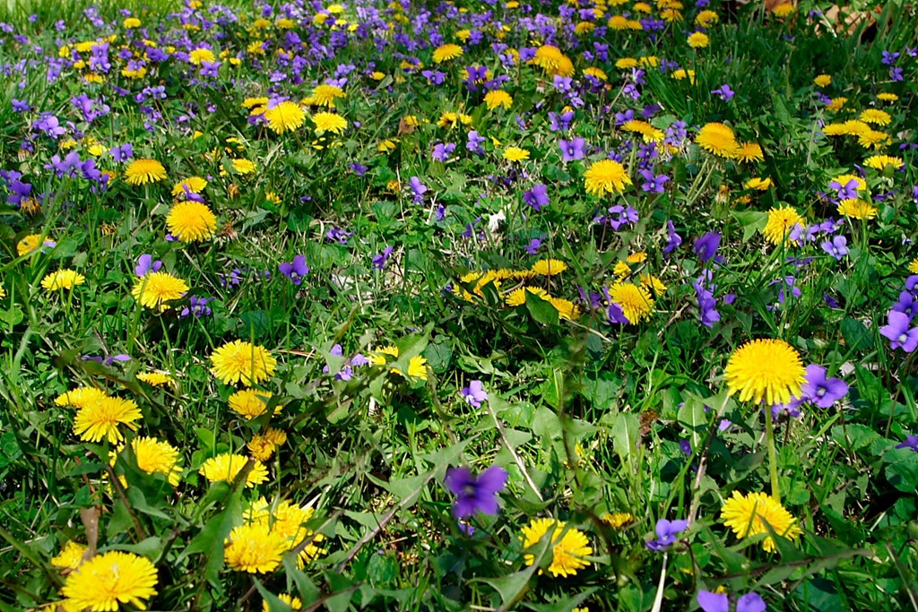 [spring-flowers-grass[5].jpg]