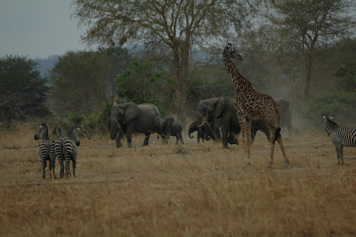 Op safari! (klik hier voor de fotos)