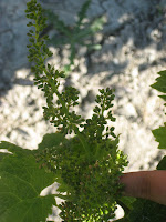 Baby grapes at the vinyard-Chateau we stayed at