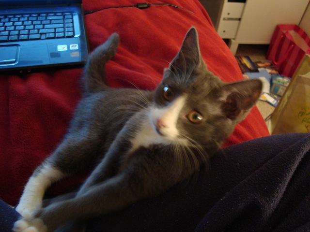 [Kittens! 001[3].jpg]