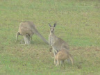 h Queensland
