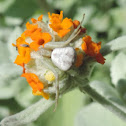 White Crab Spider