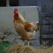 IMG_9207-1.JPG
