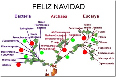 phylogenetic-tree-big