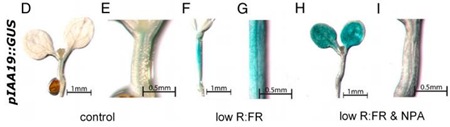 [auxin_a[3].jpg]