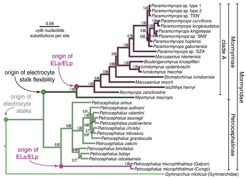 [phylogeny-mormyrids[4].jpg]