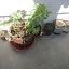 Puu's Container garden