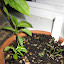 Scimitoo passionflower