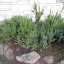 rosemary