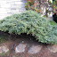 juniper