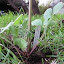 male musk strawberry