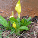 skunk cabbage