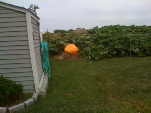 pumpkin2.png