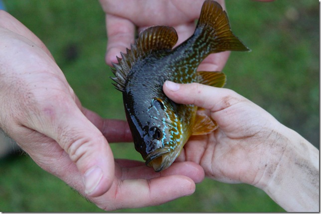 fish2_edited-1