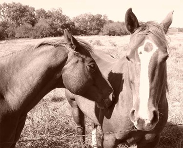 [horses[7].jpg]