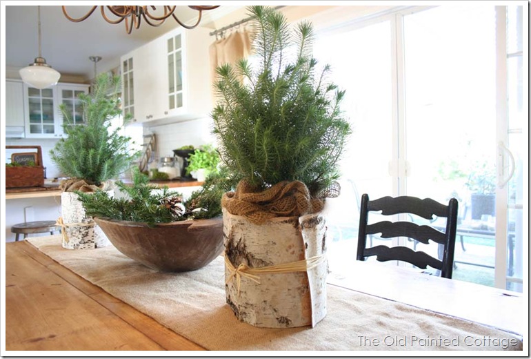 pine4