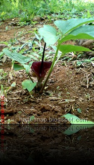 purple flower12