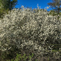 Mountain Buckbrush (Ceanothus)