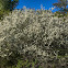 Mountain Buckbrush (Ceanothus)