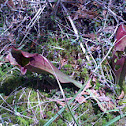 Pitcher Plant