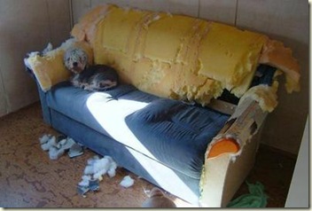 dog-or-children-dog-destroyed-couch