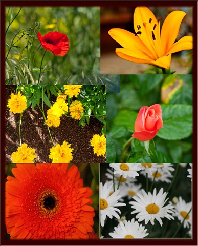 [flower collage[4].jpg]